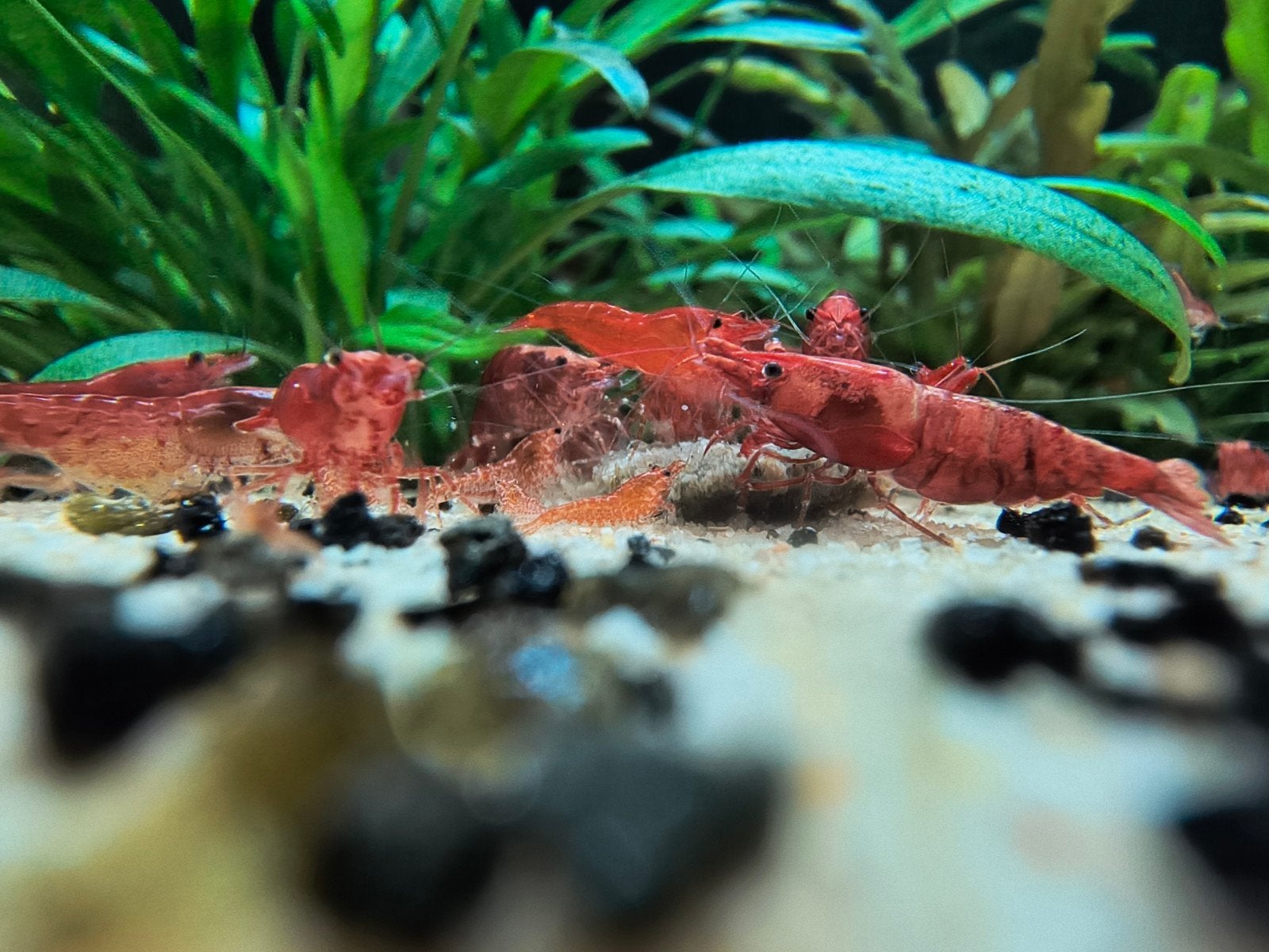 Rode Garnalen, Dieren en Toebehoren, Vissen | Aquariumvissen, Kreeft, Krab of Garnaal
