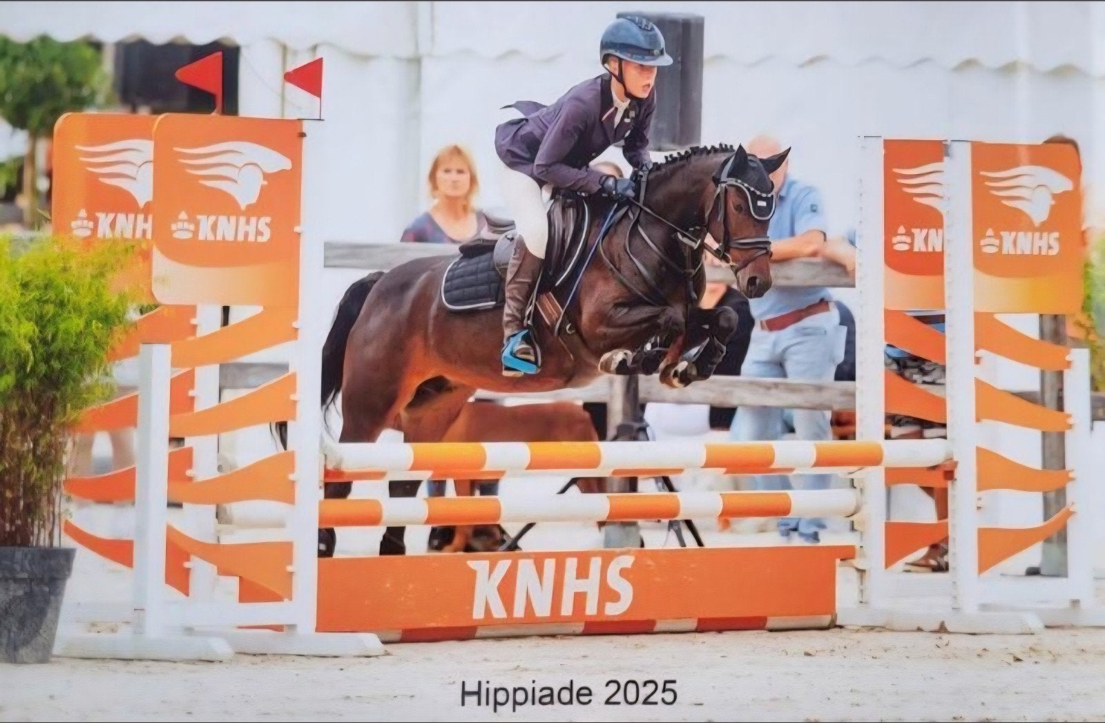 8 jarige new forest C pony Kroon en prestatie merrie, Dieren en Toebehoren, Pony's, Merrie, Met stamboom, Dressuurpony, M