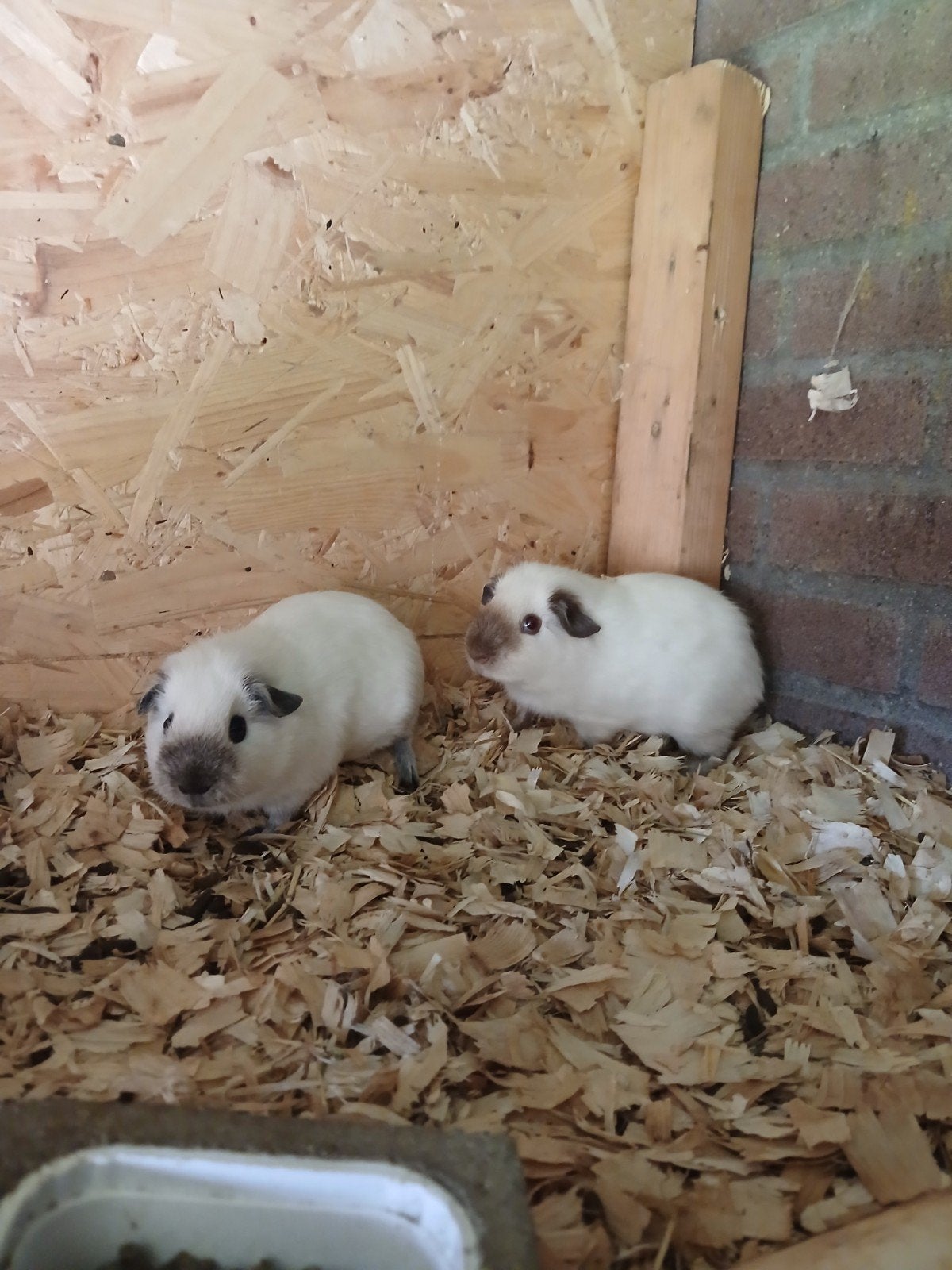 2 Californië broertjes cavia's, Dieren en Toebehoren, Maart, Mannelijk, Cavia
