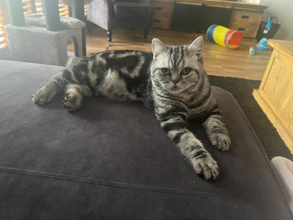Brits korthaar k kater Silver Tabby Blotched, Dieren en Toebehoren, Katten en Kittens | Raskatten | Korthaar, Kater