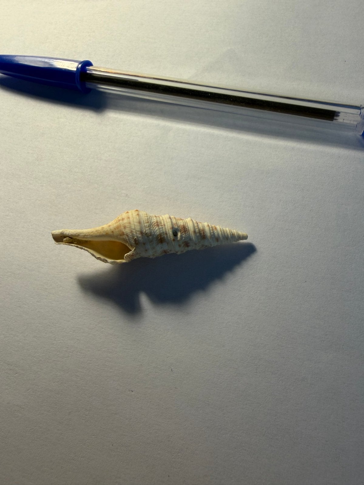Gemmula hastula schelp, Ophalen, Nieuw