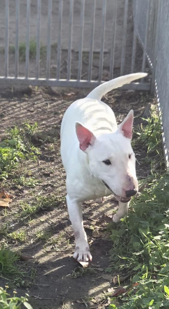 Te koop mooie mini Bullterriër teef, Nederland, 8 tot 15 weken, Teef, Eén hond