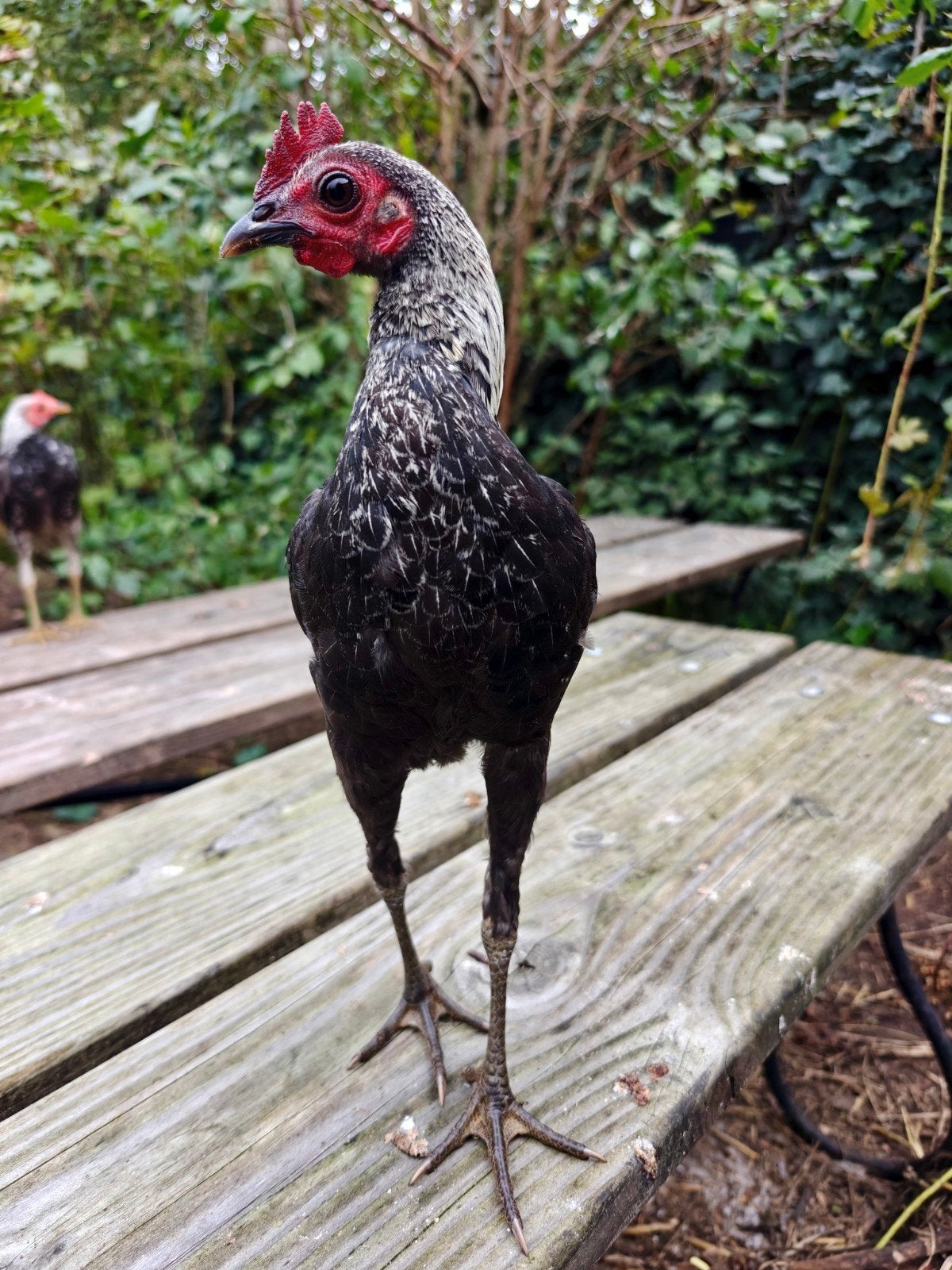Moderne Engelse Vechtkriel haan(tjes) natuurbroed, Dieren en Toebehoren, Mannelijk, Kip
