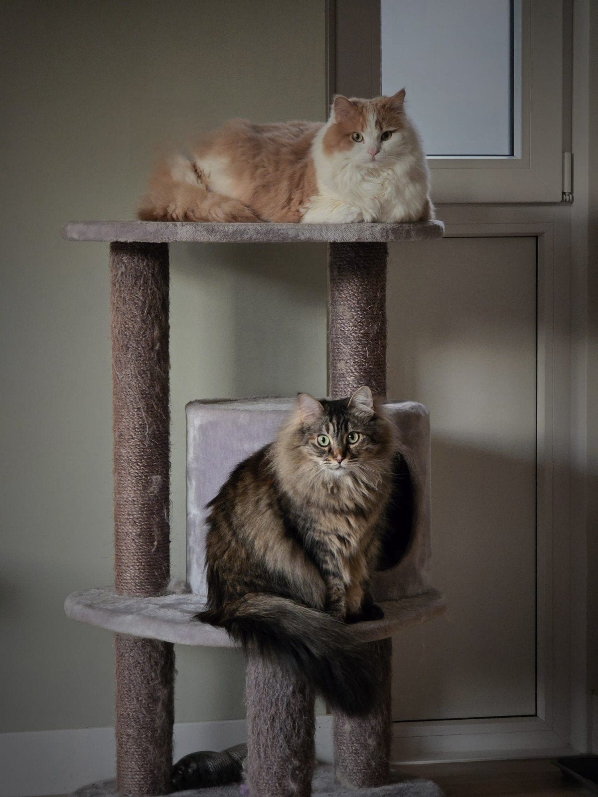 2 hele lieve halfzusjes zoeken nieuw huisje, Dieren en Toebehoren, Meerdere dieren