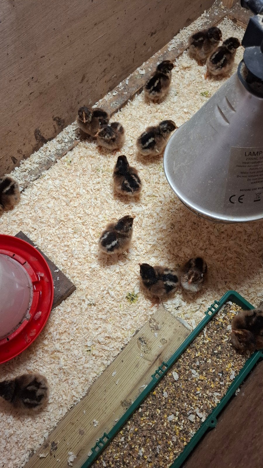 Barnevelder kuikens, Geslacht onbekend, Kip