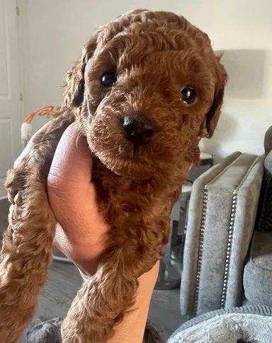 Toy-Pudel Female, 15 weken tot 1 jaar, Teef, Parvo, Eén hond