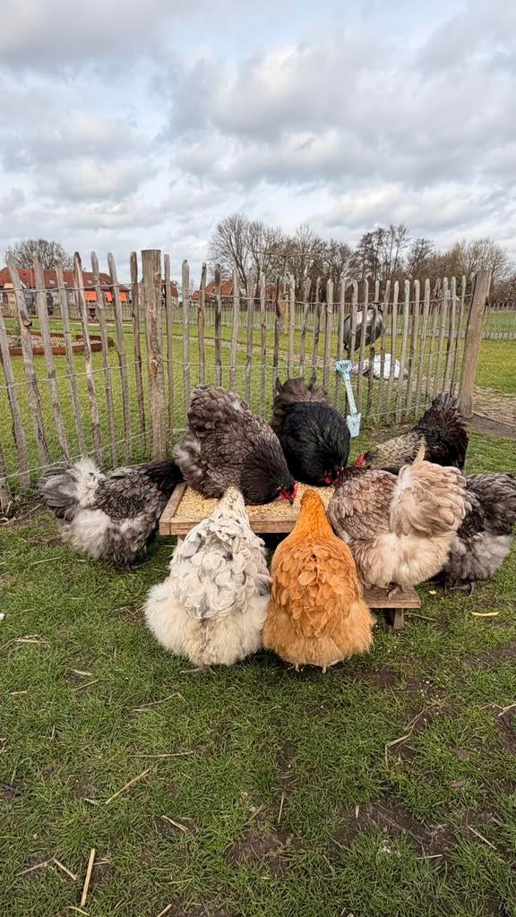 Orpington broedeieren, groot ras, Dieren en Toebehoren, Pluimvee, Kip, Geslacht onbekend
