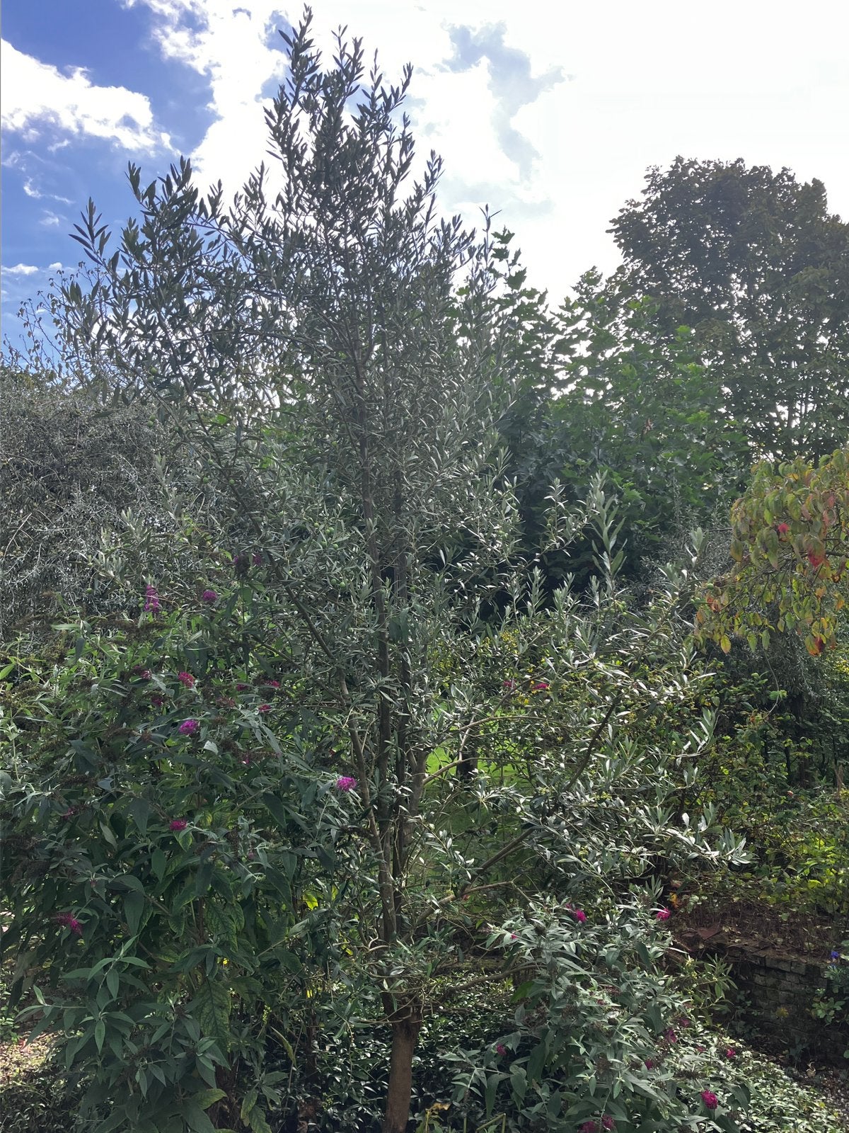 Mooie grote olijfboom, zelf uitgraven(!)., Tuin en Terras, 100 tot 250 cm, Olijfboom, Zomer, Ophalen