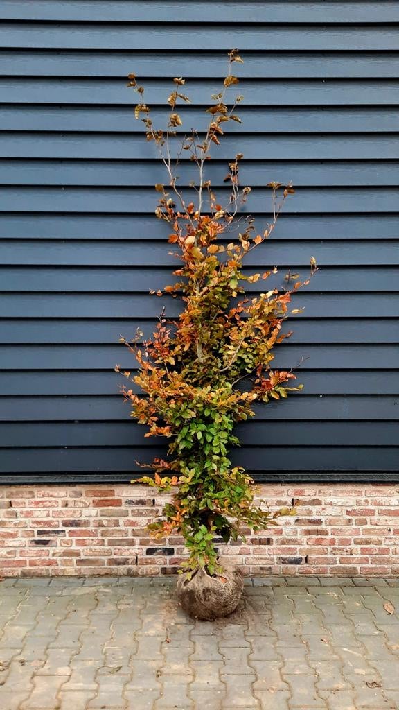Fagus Sylvatica beukenhaag met kluit🌿, Tuin en Terras, Planten | Bomen, Ophalen, Bloeit niet, Halfschaduw, Overige soorten