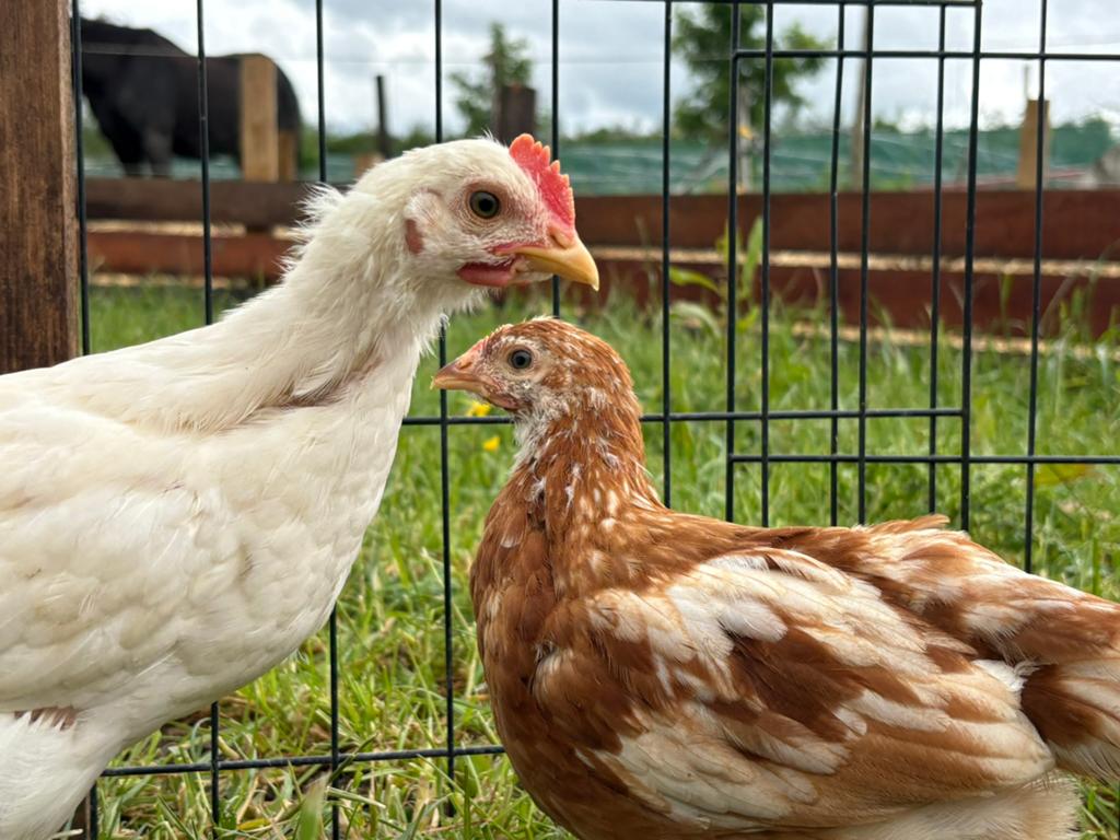 Barnevelder X Leghorn kuikens, Dieren en Toebehoren, Vrouwelijk, Kip
