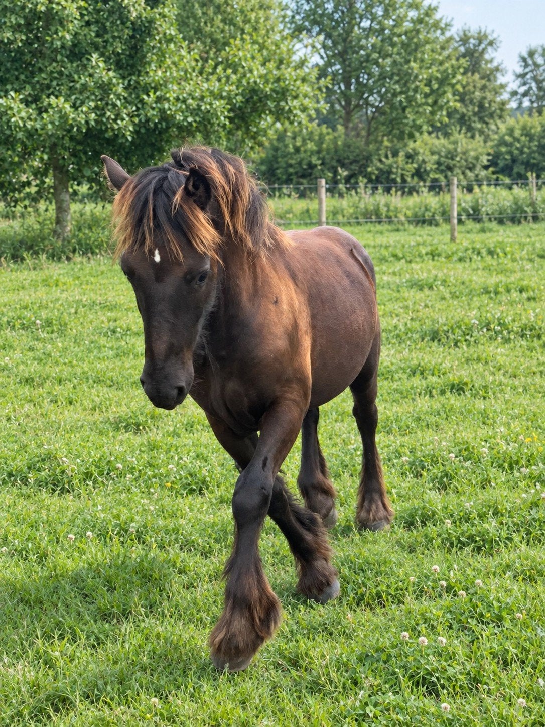 Prachtige lieve Tinker en Tinker x (Appaloosa x Fries), Dieren en Toebehoren, Hengst, Gechipt, 0 tot 2 jaar