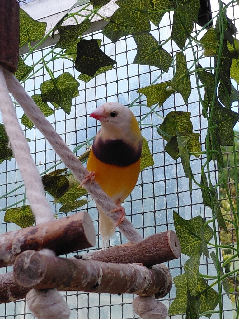 Gouldamadine man, Mannelijk, Tropenvogel