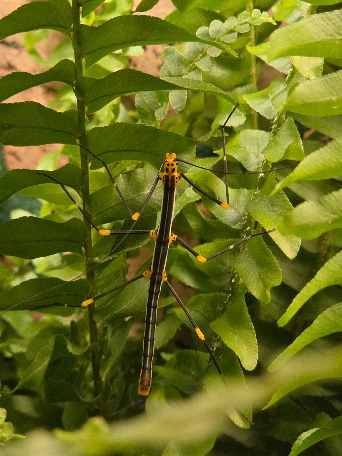 Bijzondere wandelende takken, Oreophoetes peruana, Wandelende tak
