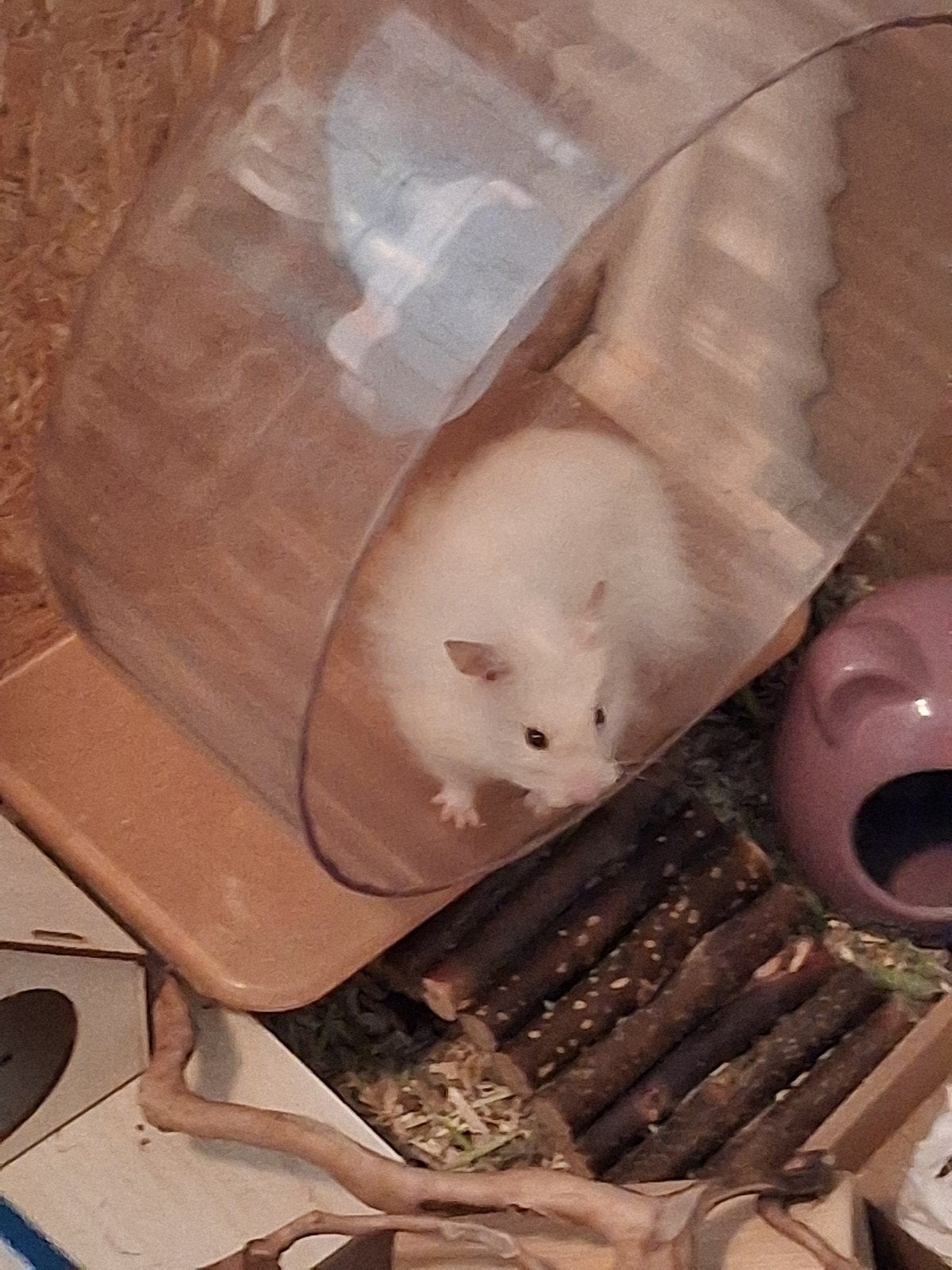 Hamster (moet snel naar een nieuw huisje), Oktober, Mannelijk, Hamster