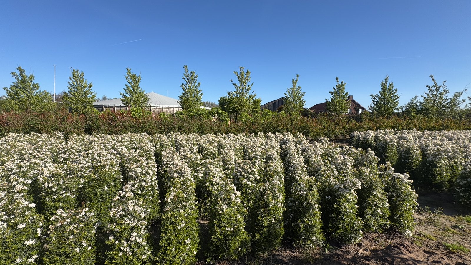 Choisya white dazzler groenblijvende heester, Tuin en Terras, Ophalen of Verzenden, Overige soorten, 100 tot 250 cm