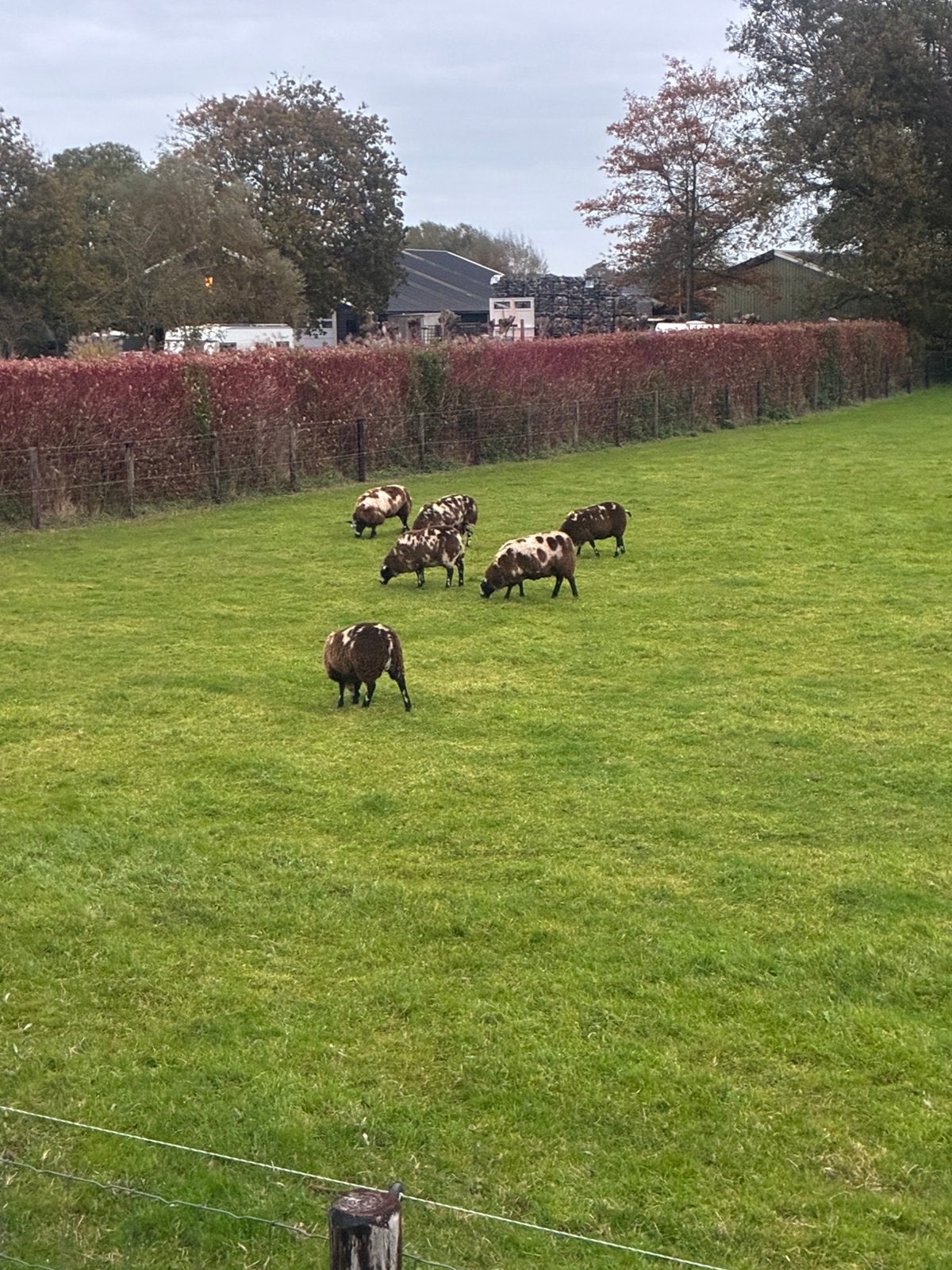 6 bonte ooien te koop, Vrouwelijk, Schaap, 0 tot 2 jaar