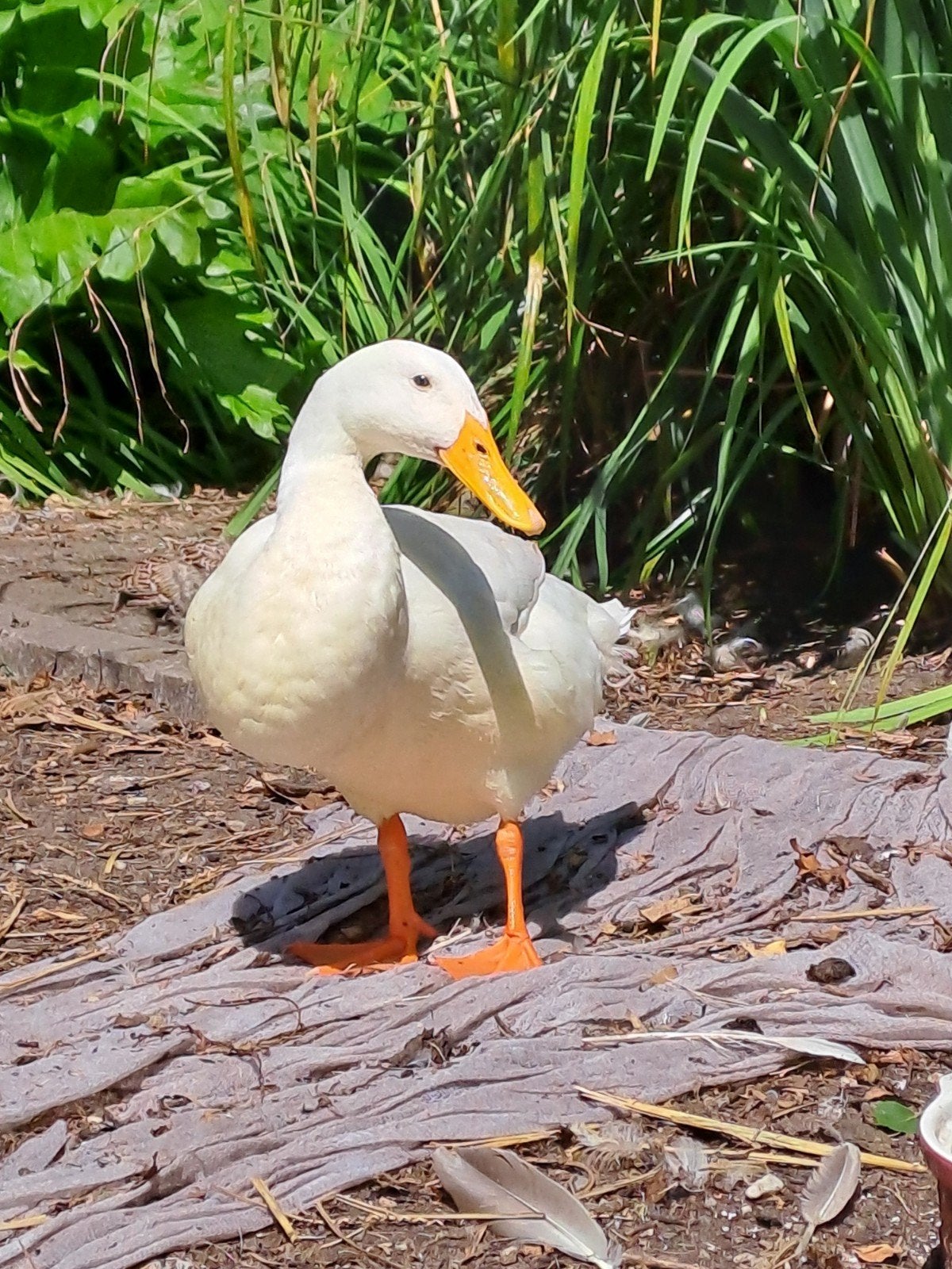 Broedeieren witte fleseend, Dieren en Toebehoren, Pluimvee, Geslacht onbekend, Kip