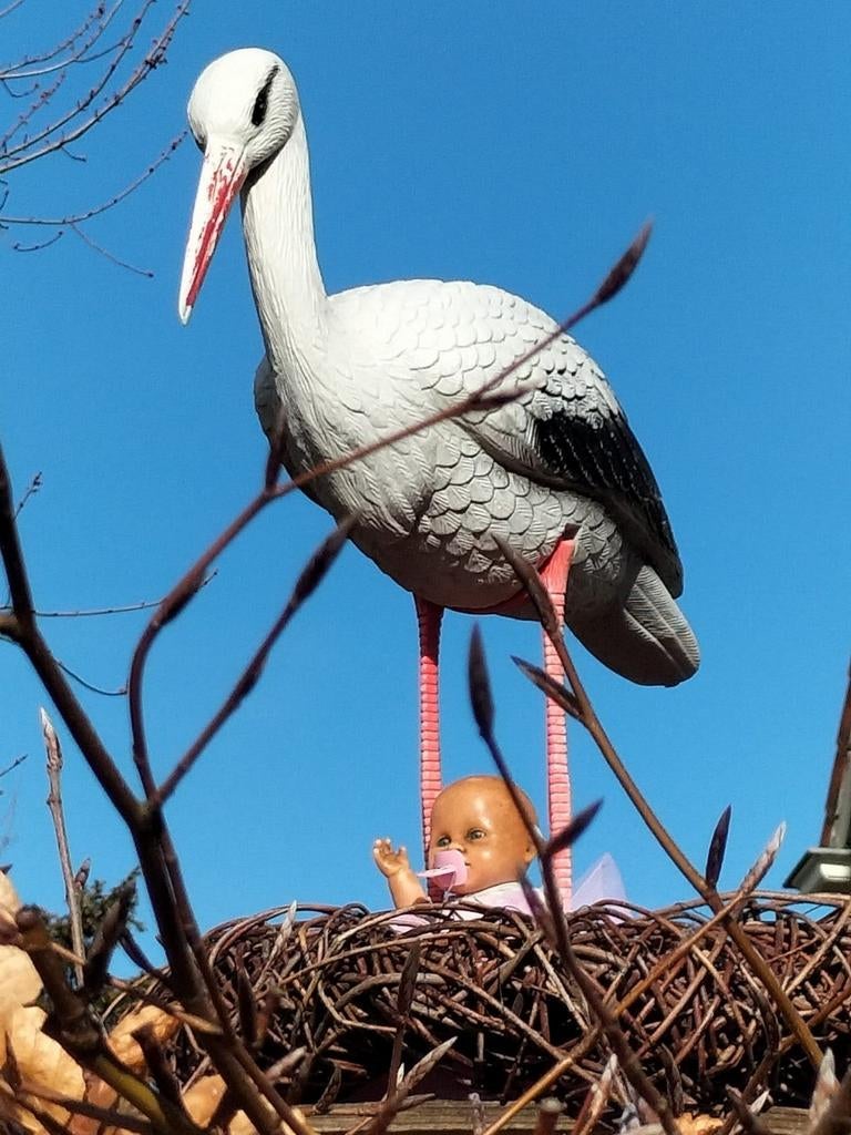 Te huur aangeboden ooievaar op nest., Ophalen