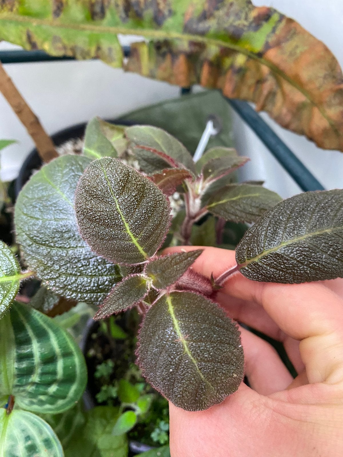 Pearcea aff. reticulata - RARE, Ophalen of Verzenden