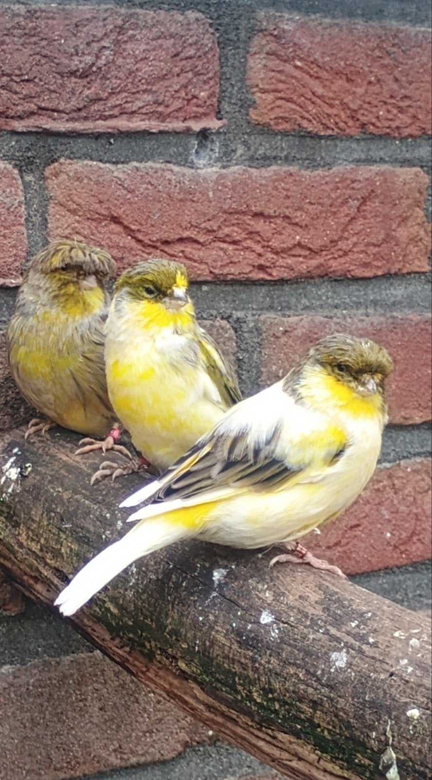 Glosters kanarie, Dieren en Toebehoren, Meerdere dieren, Kleurkanarie