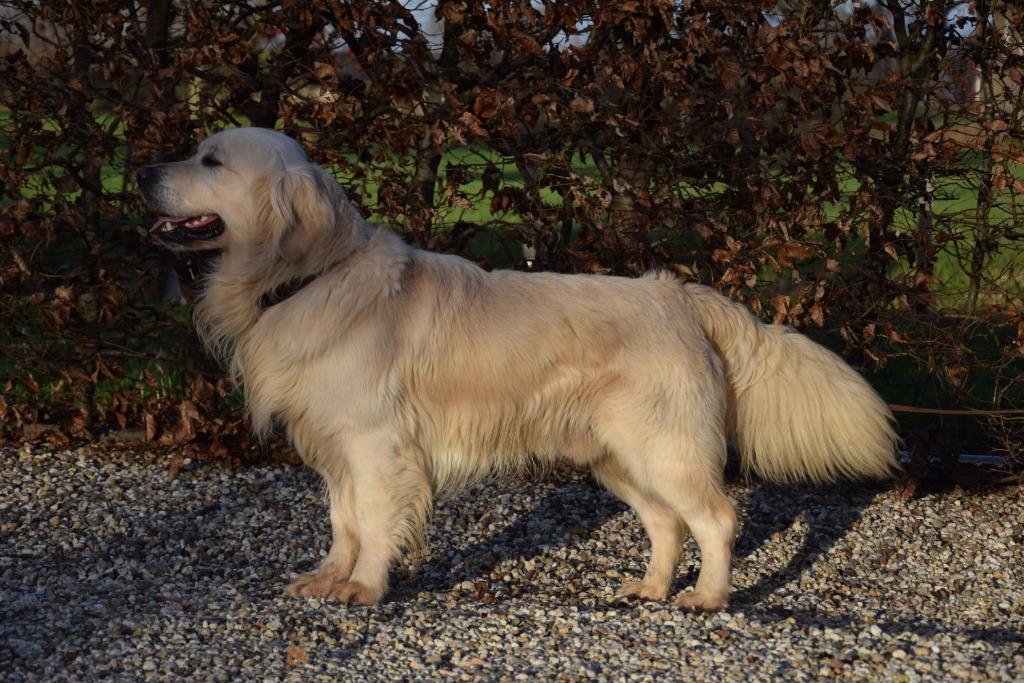 Golden Retriever dekreu met stamboom, Parvo, Reu, 1 tot 2 jaar, Eén hond