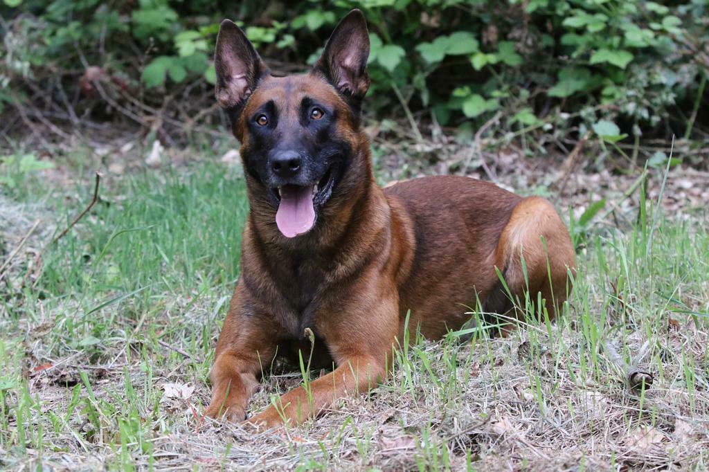 Crespo donker rode Mechelaar , Mechelse herder, Dieren en Toebehoren, Honden | Dekreuen, Reu, Parvo, Eén hond, 3 tot 5 jaar