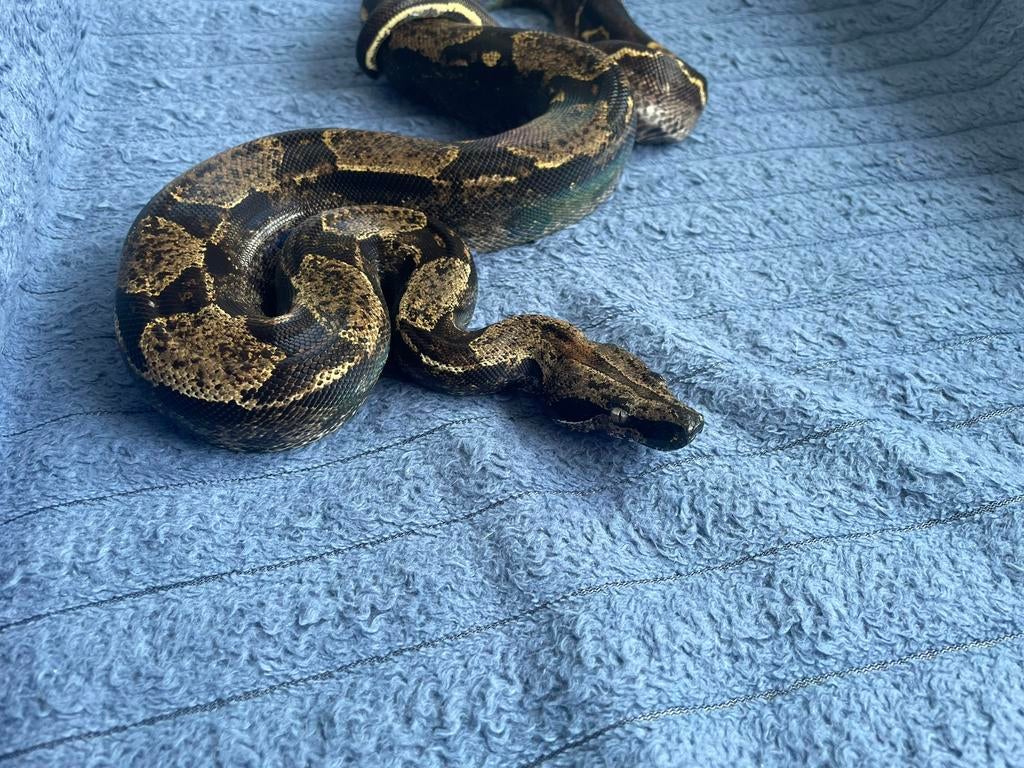 Boa constrictor, Dieren en Toebehoren, Reptielen en Amfibieën, Slang, Tam, 3 tot 6 jaar