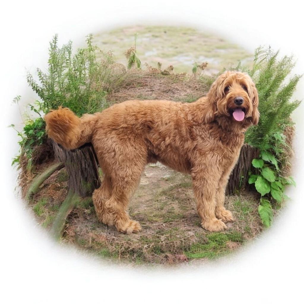 Australian labradoodle dekreu reu/ labradoodle/cobberdog, Nederland, Reu, 1 tot 2 jaar, Eén hond
