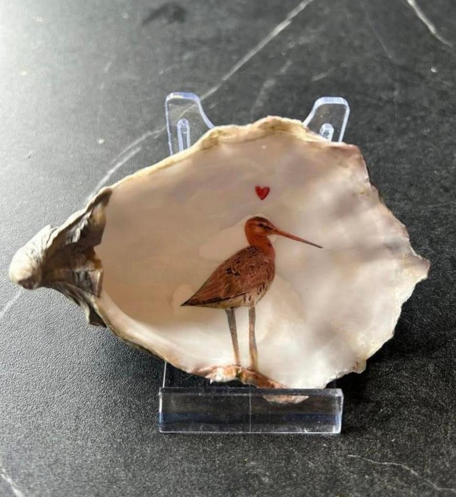 Grutto met hartje vogel afbeelding in een oester schelp, Ophalen of Verzenden, Zo goed als nieuw, Vogel, Opgezet dier