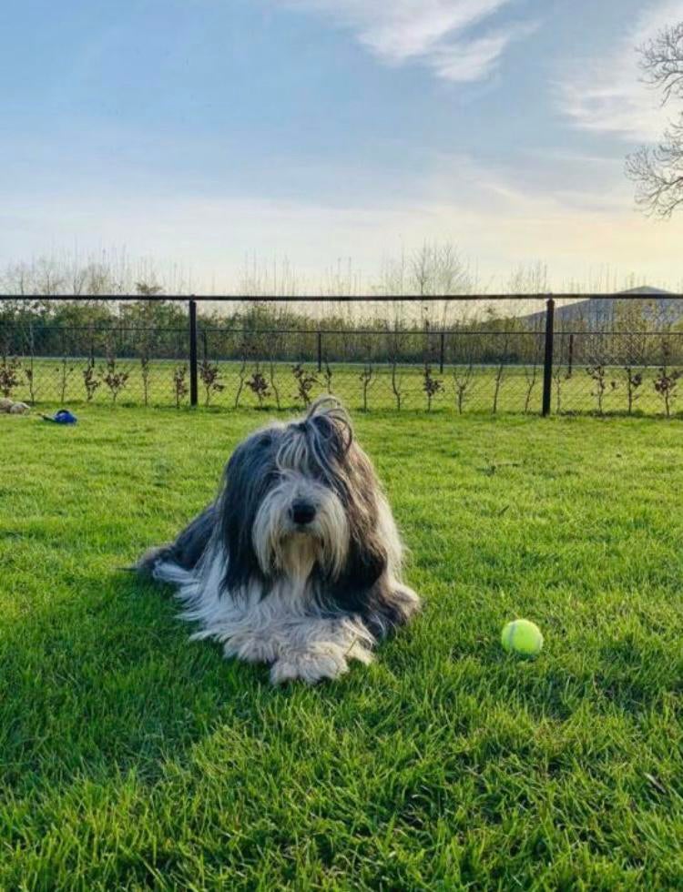Liefdevolle hondenopvang hondenoppas in huiselijke omgeving, Diensten en Vakmensen, Dieren | Honden | Verzorging, Oppas en Les