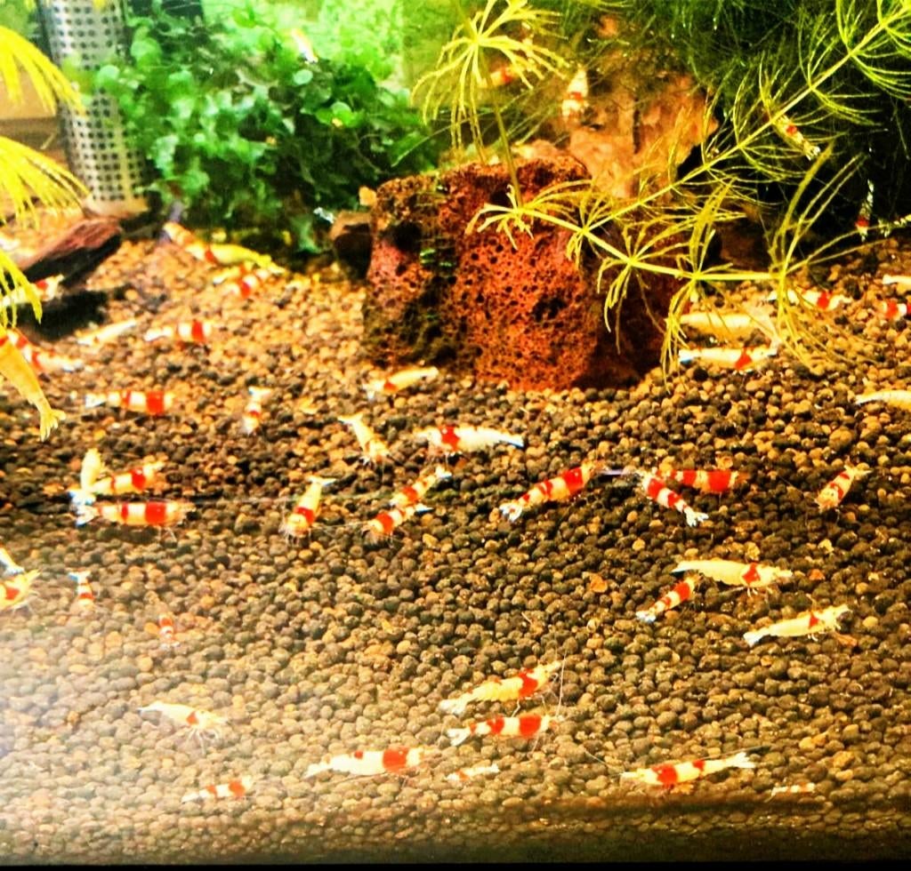 Crystal Red garnalen | Caridina, Kreeft, Krab of Garnaal, Zoetwatervis