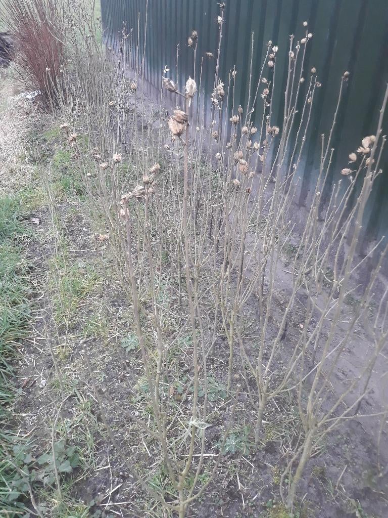 Boompjes., Halfschaduw, Lente, Minder dan 100 cm, Overige soorten