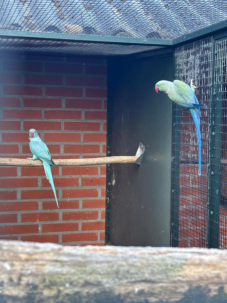 Halsbandparkieten, Meerdere dieren, Parkiet, Geringd
