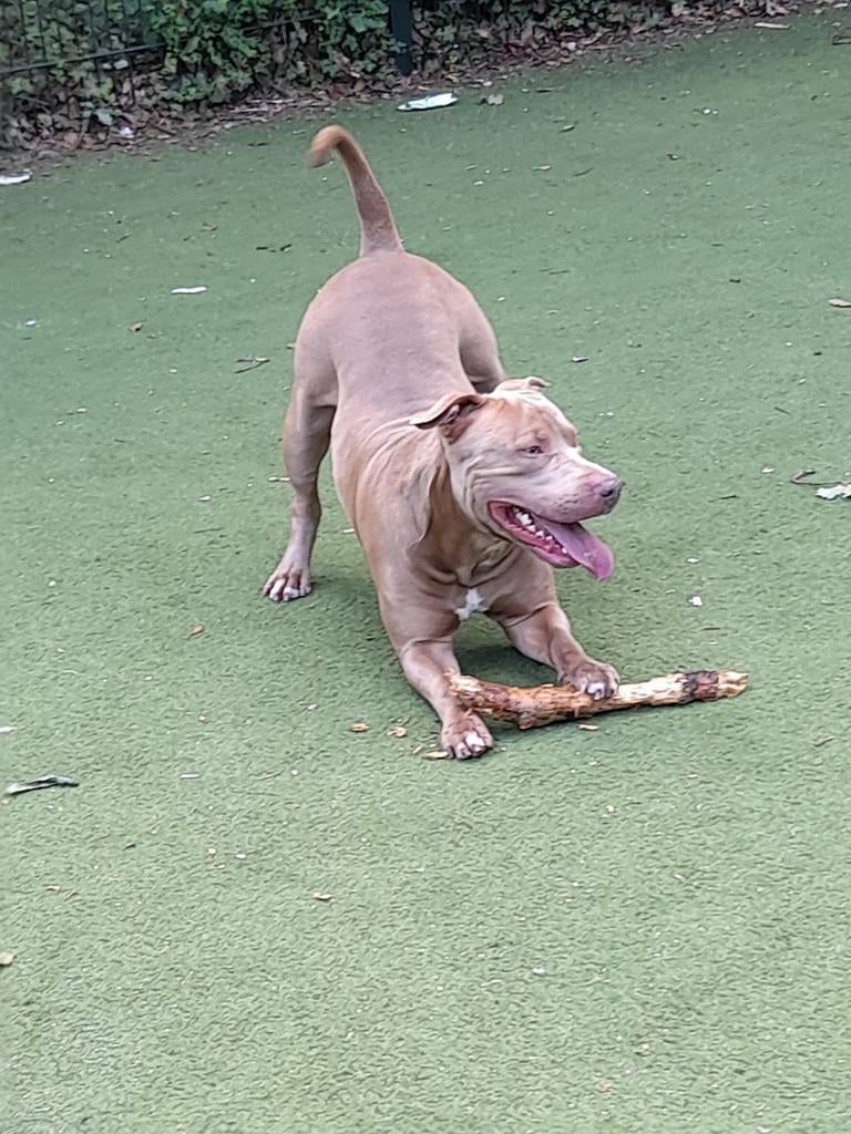 Pitbull stafford dekreu, Reu, 1 tot 2 jaar, Eén hond, CDV (hondenziekte)
