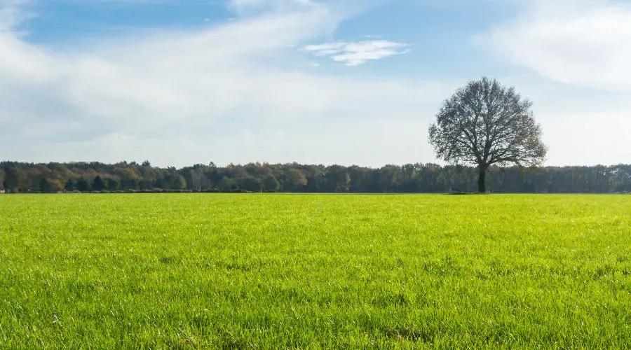 Grasland gezocht, Dieren en Toebehoren, Stalling en Weidegang, Weidegang, 1 paard of pony