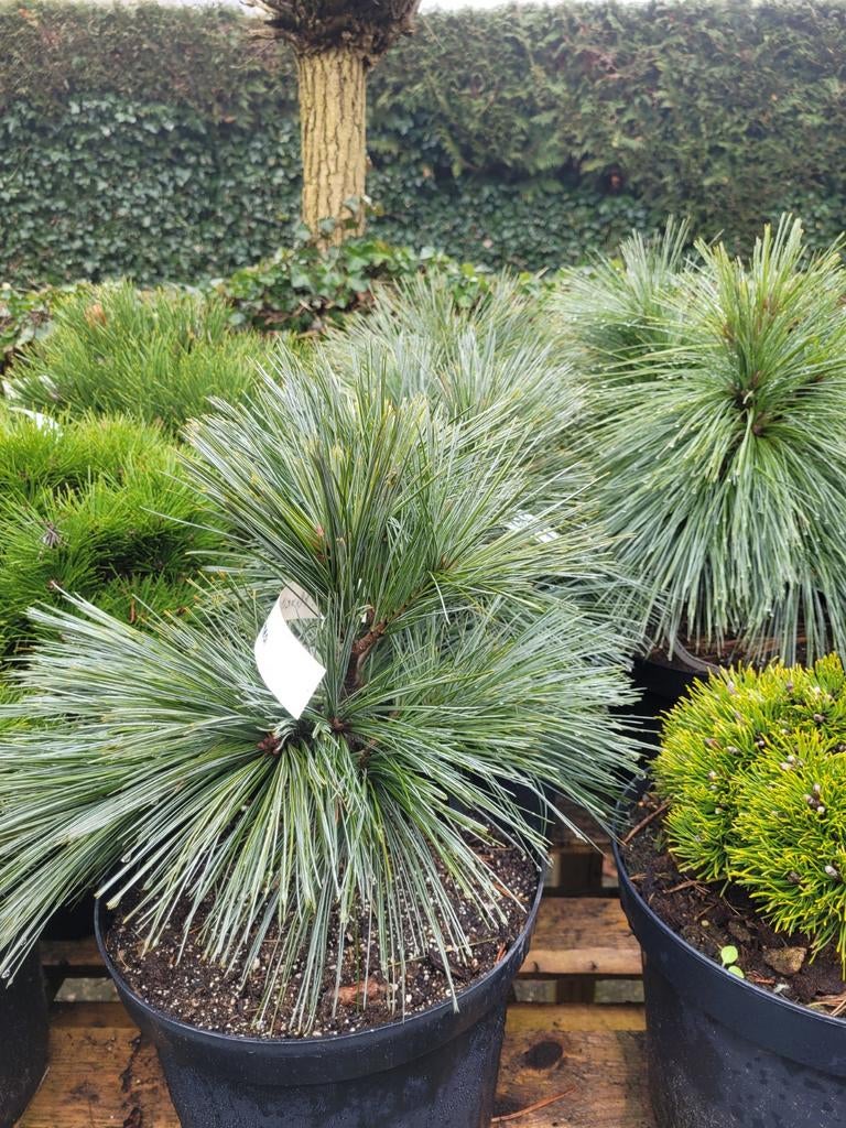 Pinus Flexilis 'Pygmaea' - Dwerg Weymouthden, Tuin en Terras, Planten | Tuinplanten, Vaste plant, Overige soorten, Volle zon, Bloeit niet