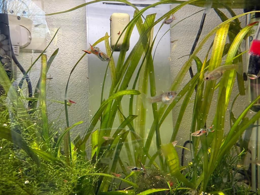 Endler guppen, Vis, Zoetwatervis