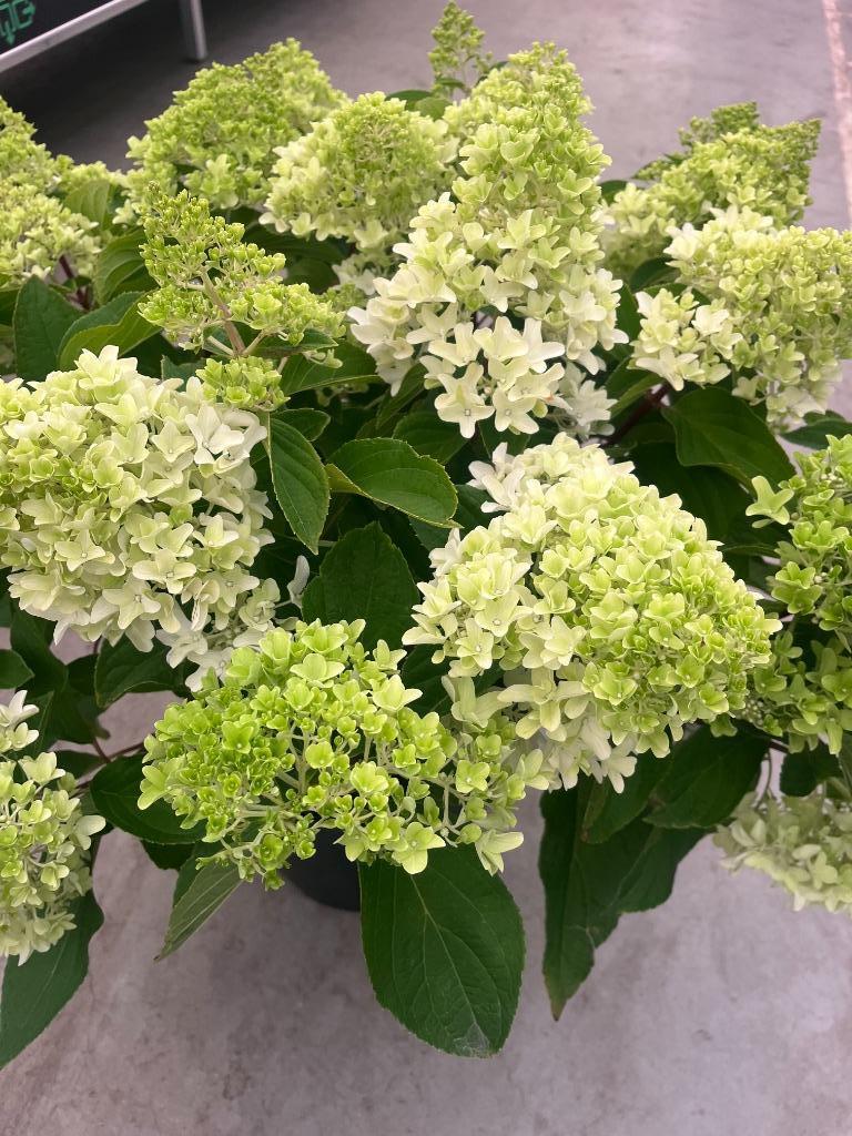 HORTENSIA 'LITTLE SPOOKY' dwerg pluimhortensia, € 8,95 p.st., Vaste plant, Halfschaduw, Zomer, Ophalen