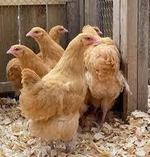 Orpington buff jonge hennen, Dieren en Toebehoren, Pluimvee, Vrouwelijk, Kip