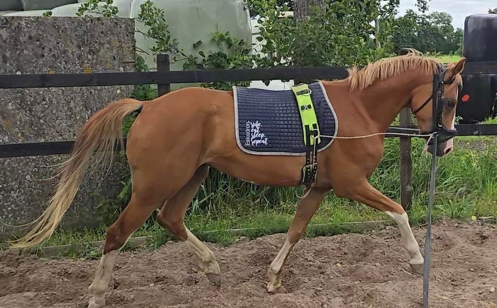 Training / zadelmak maken / verkoop, Diensten en Vakmensen, Dieren | Paarden | Verzorging, Oppas en Les, Ruiter of Bijrijder