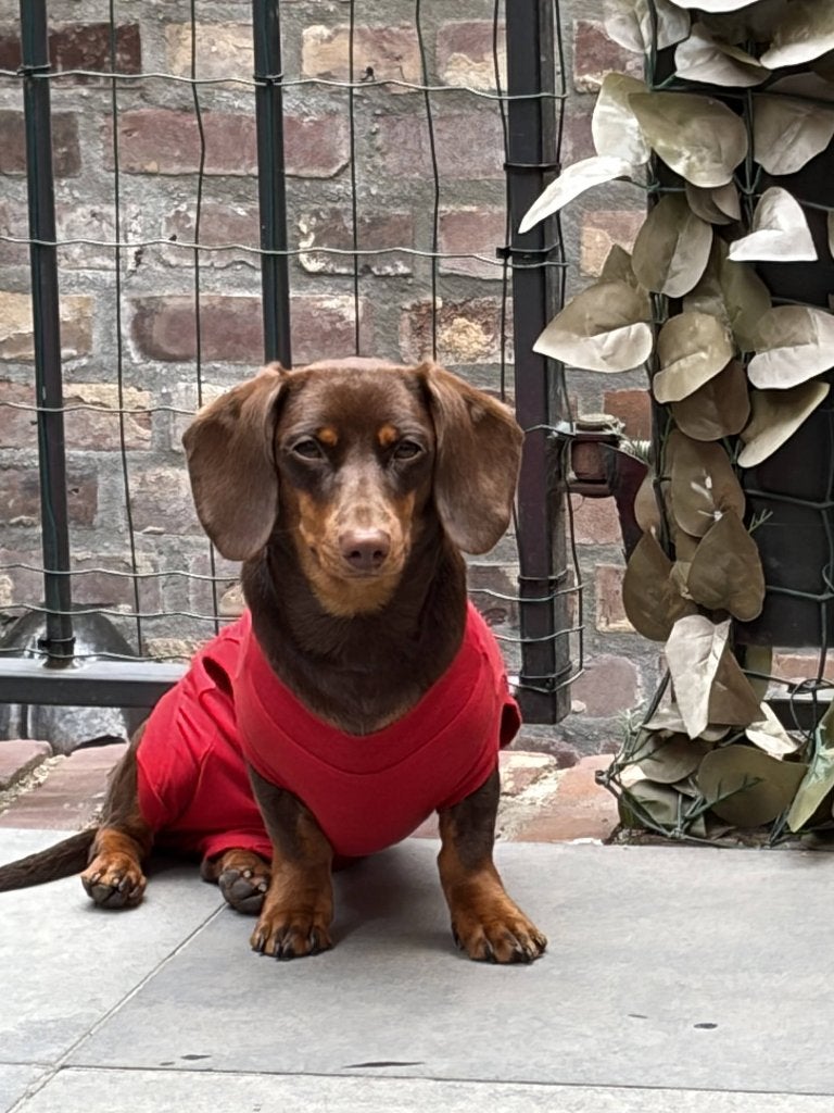 Set van 2 Petshirts/ na-operatie shirts kleine hond, Ophalen of Verzenden, Zo goed als nieuw