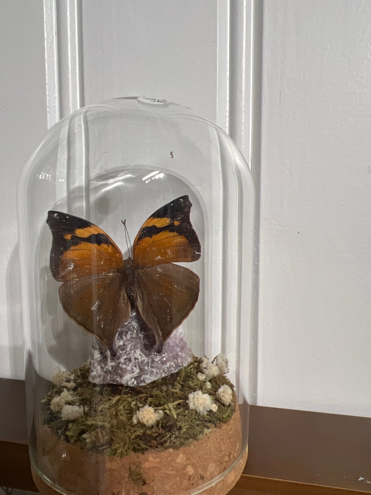 Opgezette vlinder in glazen stolp met amethist, Ophalen of Verzenden, Nieuw, Insect, Opgezet dier