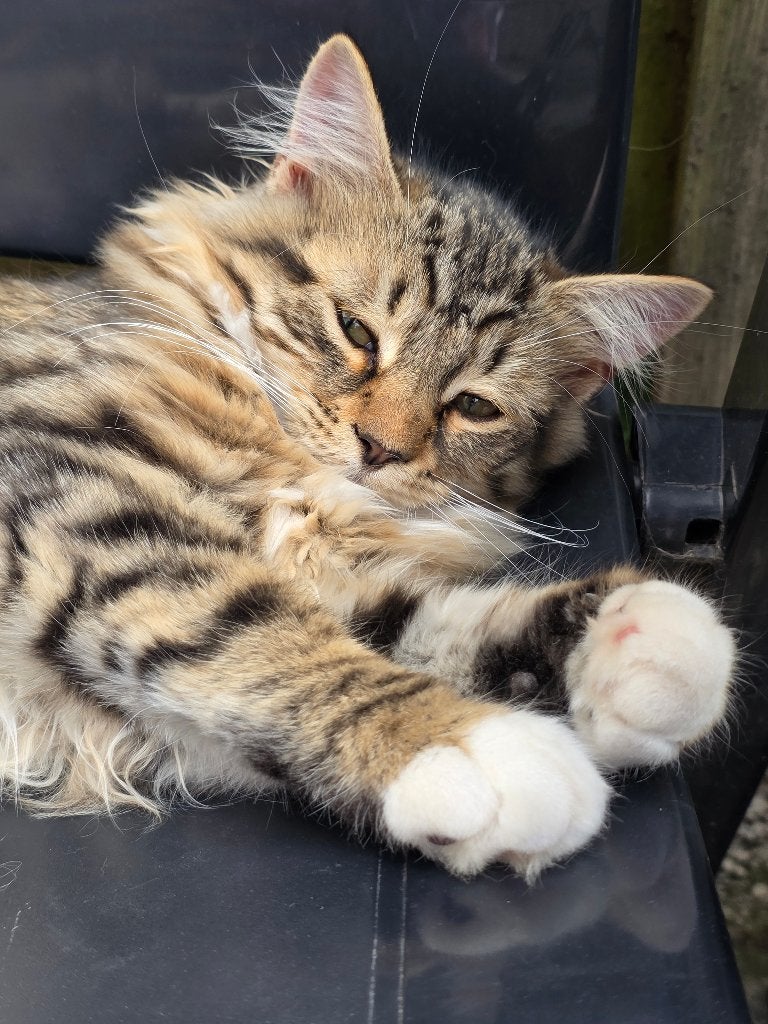 Een raszuivere Siberische poes met stamboom is te koop., Dieren en Toebehoren, Poes, Met stamboom, 0 tot 2 jaar