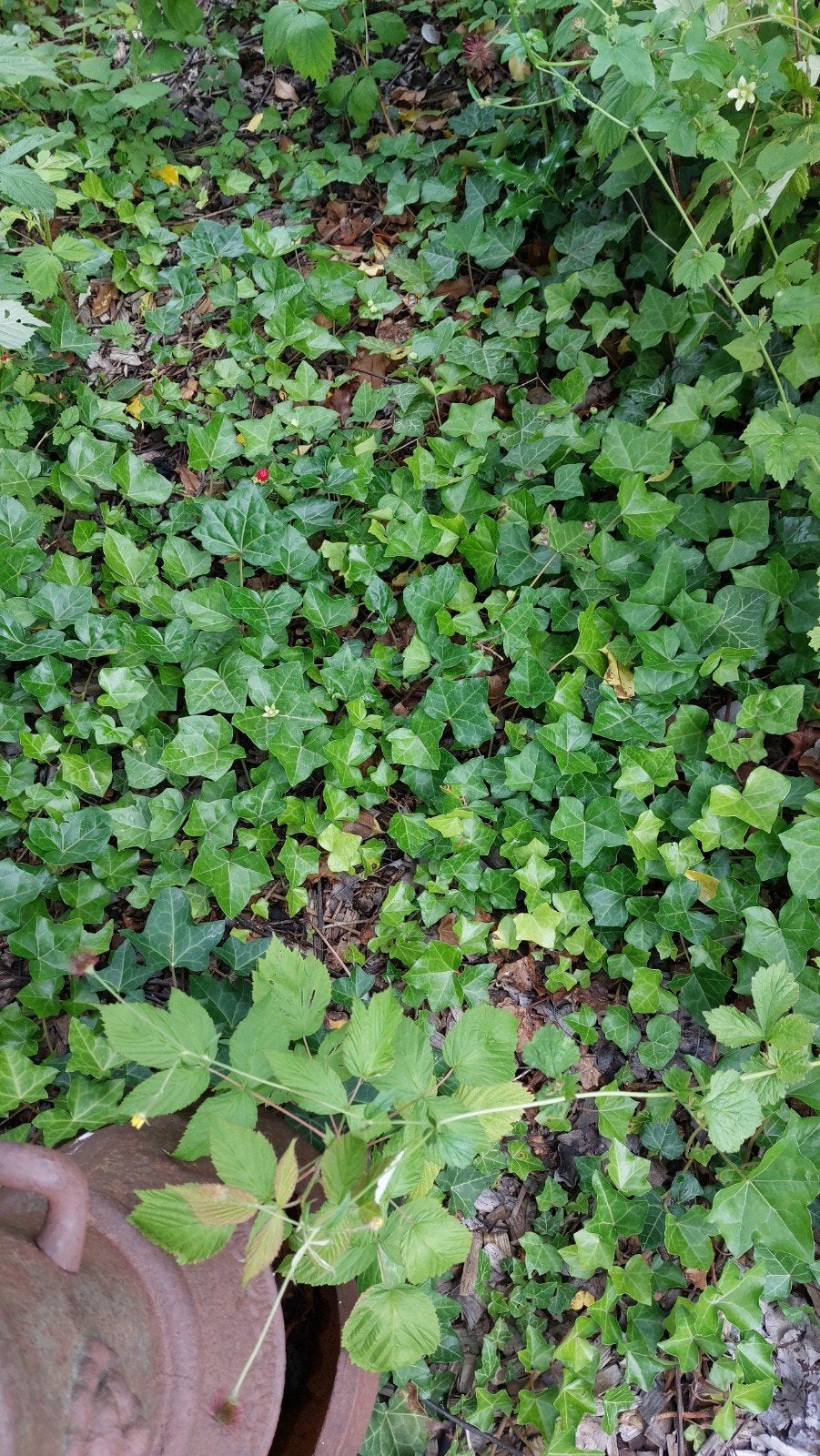 Klimop (Hedera helix) - Wintergroene Bodembedekker, Ophalen, Klimplanten, Halfschaduw