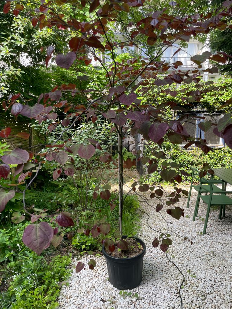 Judasboom (Forest Pansy / Cercis canadensis) in pot, Overige soorten, Lente, 250 tot 400 cm, Ophalen