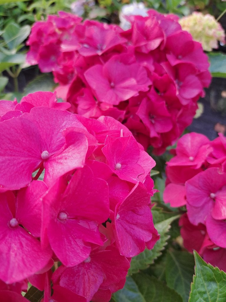 50 Lage boerenhortensia Mix  kleuren €200, Ophalen, Hortensia, Haag, Minder dan 100 cm