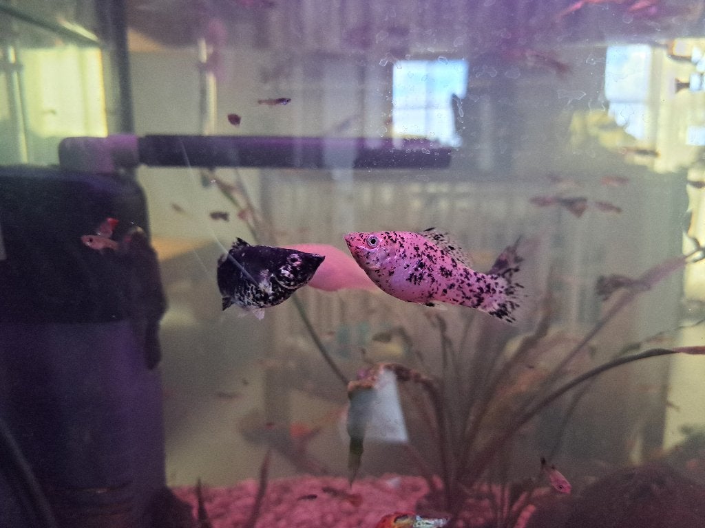 Black molly's (witte en dalmatiers), Vis, Zoetwatervis