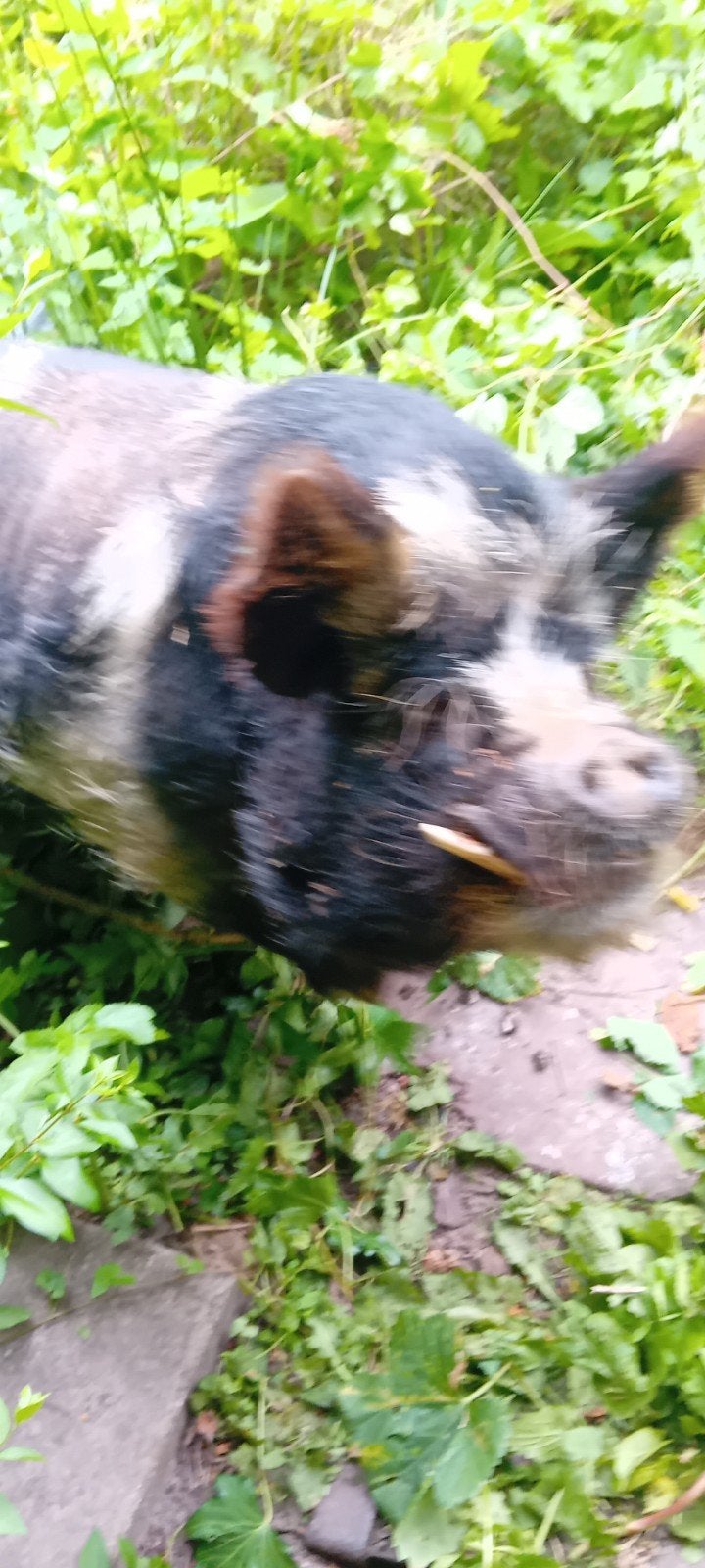 Freek kunne   weer thuis  nu uit texel dus weer beschikbaar, Dieren en Toebehoren, Meerdere dieren, Varken