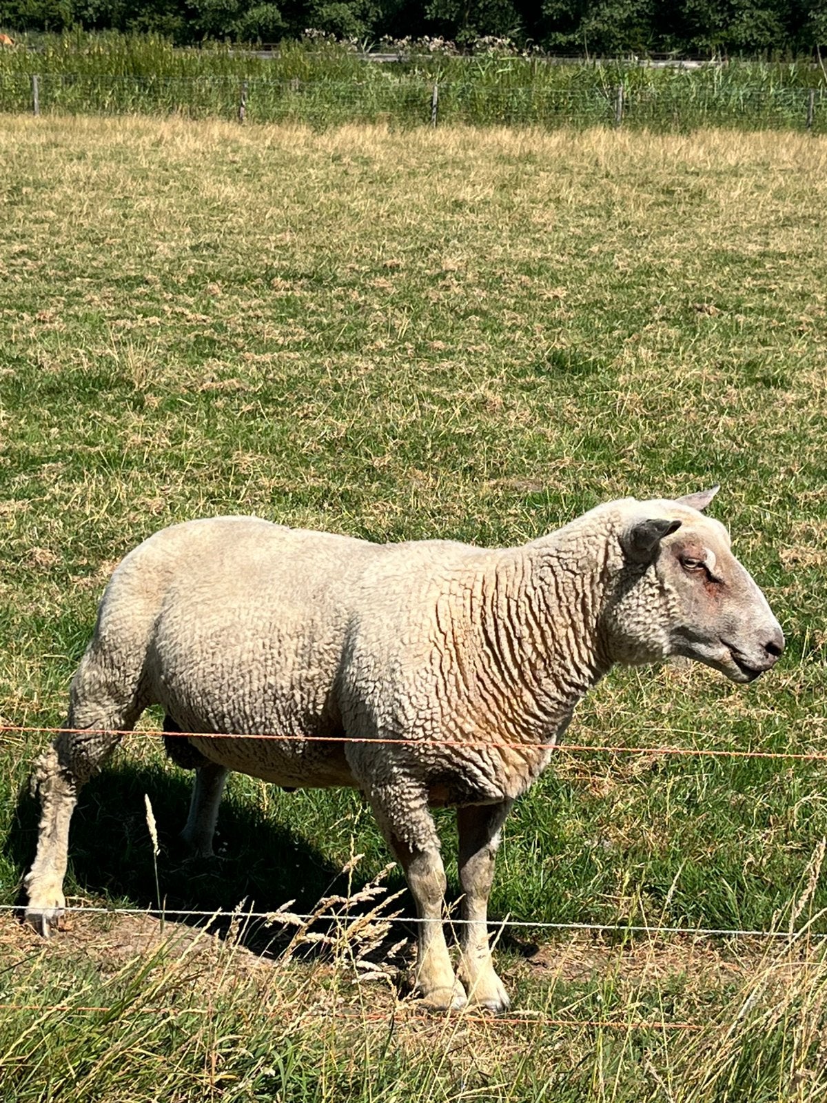 Charolais bok, Dieren en Toebehoren, Mannelijk, Schaap
