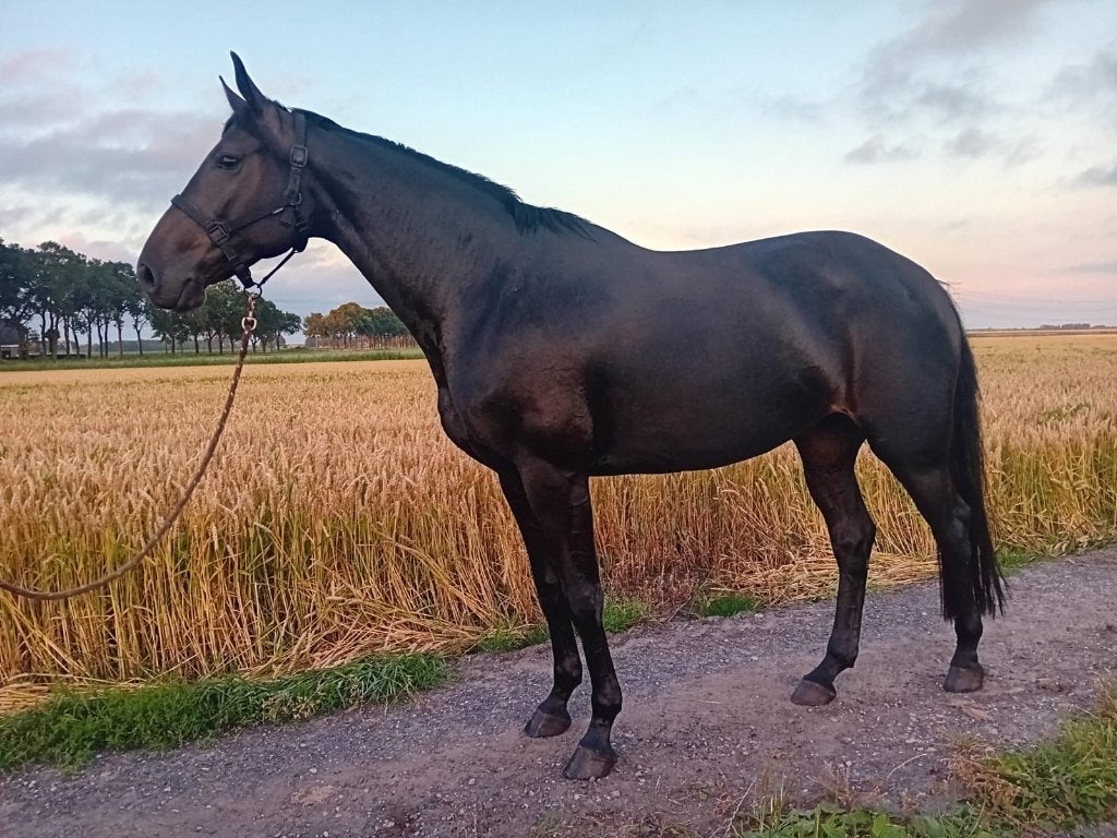 Super mooie 5 jarige springmerrie te koop, Dieren en Toebehoren, Paarden, Merrie, Springpaard, 3 tot 6 jaar, 165 tot 170 cm